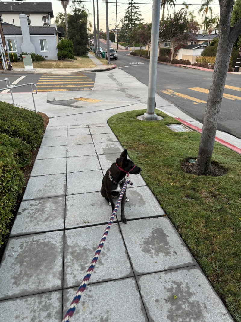 A picture of a black dog named Bowie sitting, taken on September 6 2024 at 6:39 am